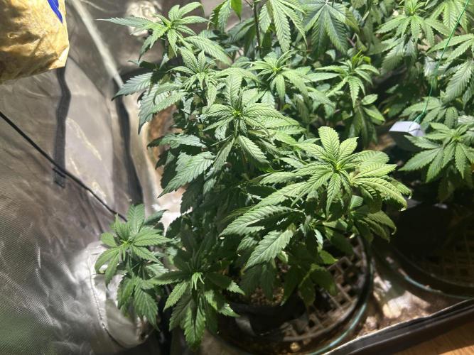 RQS - Tropicana Cookies Purple. Week 13 - 5/2/26