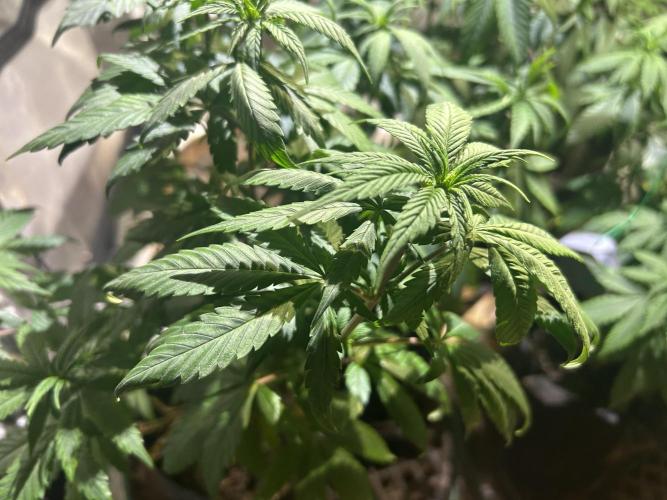 RQS - Tropicana Cookies Purple. Week 13