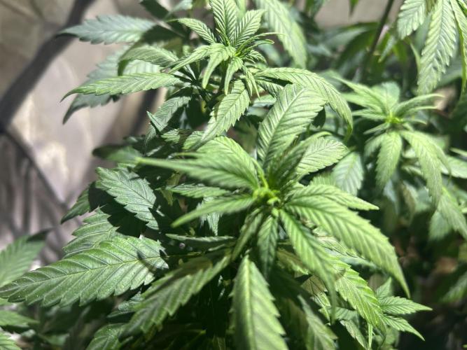 RQS - Tropicana Cookies Purple. Week 13