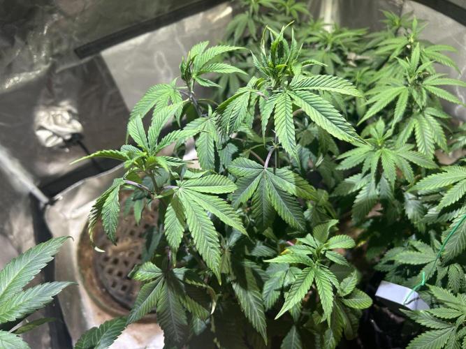 RQS - Gelato 44. Week 12 - 5/2/26