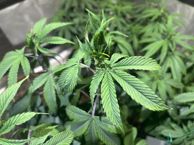 RQS - Gelato 44. Week 12