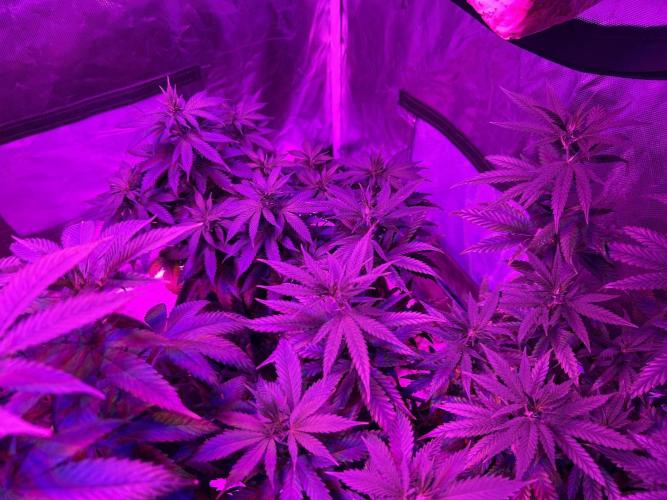 WSE - Sour Diesel. Week 16