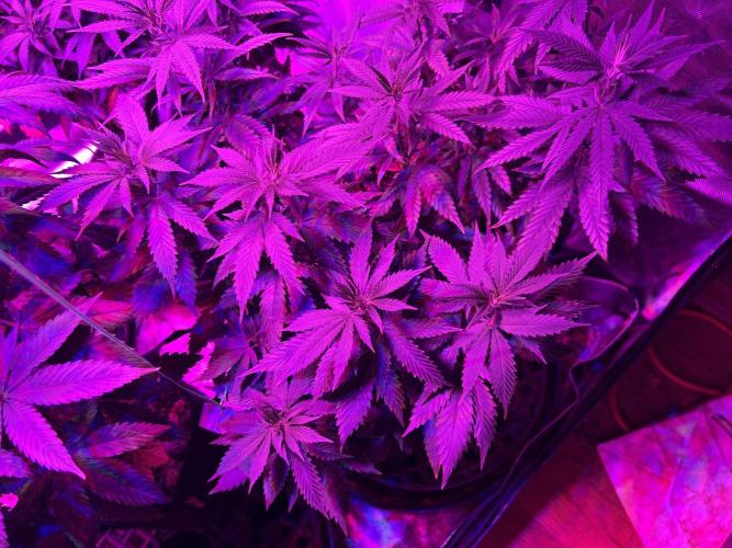 WSE - NYC Diesel. Week 16