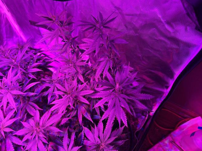HS - Purple Kush. Week 16