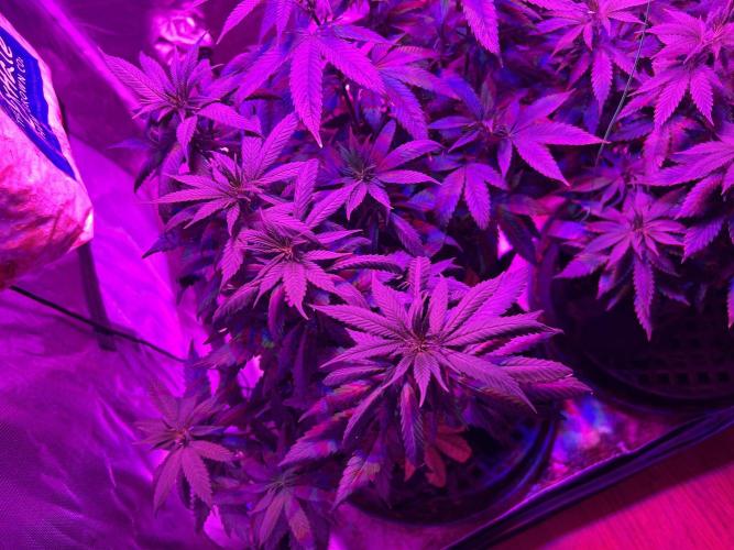 RQS - Tropicana Cookies Purple. Week 15