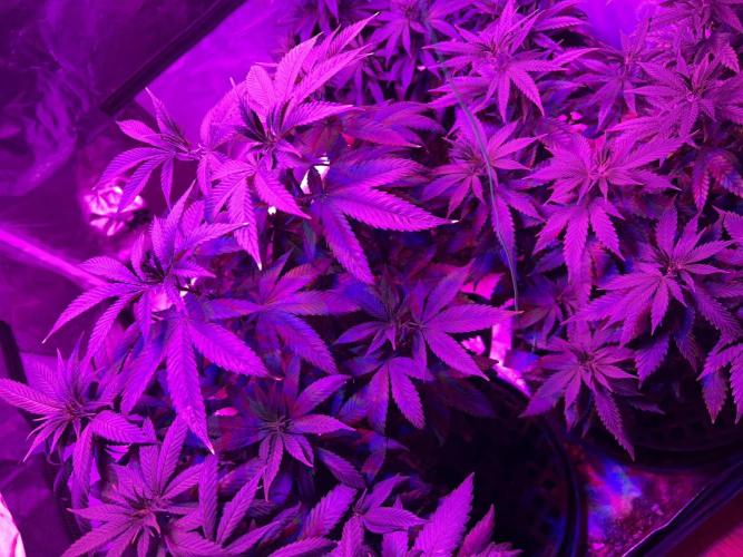RQS - Gelato 44. Week 14