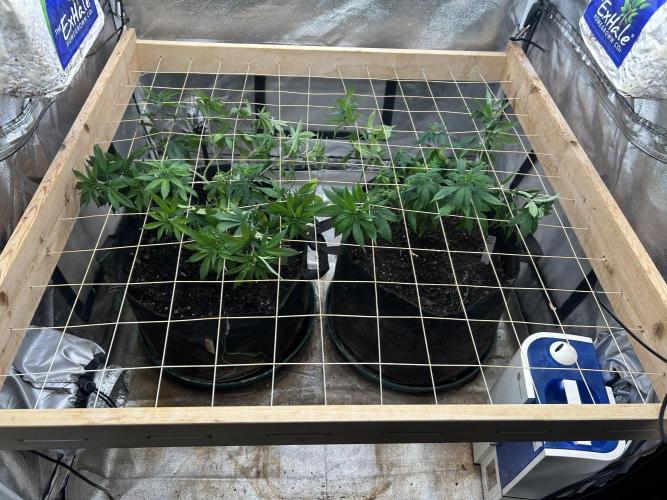 WSE - Sour Diesel. Week 17 - 5/23/26