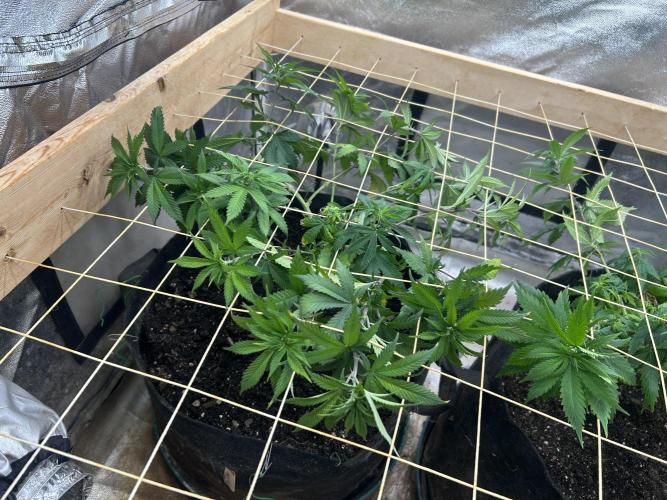 WSE - Sour Diesel. Week 17