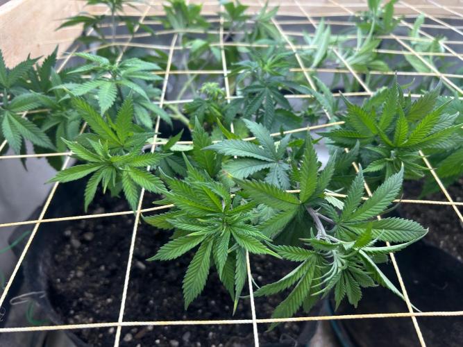 WSE - Sour Diesel. Week 17