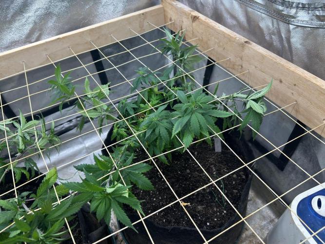 WSE - NYC Diesel. Week 17