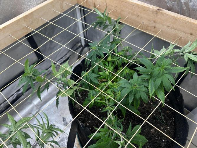 WSE - NYC Diesel. Week 17