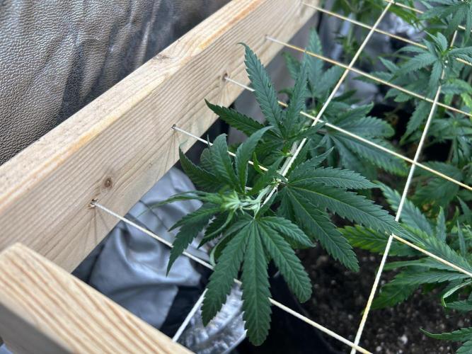 HS - Purple Kush. Week 17