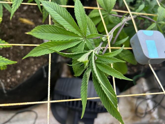 RQS - Gelato 44. Week 15