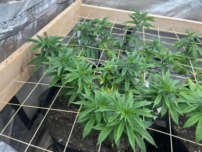 WSE - Sour Diesel. Week 18