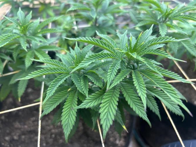 WSE - Sour Diesel. Week 18