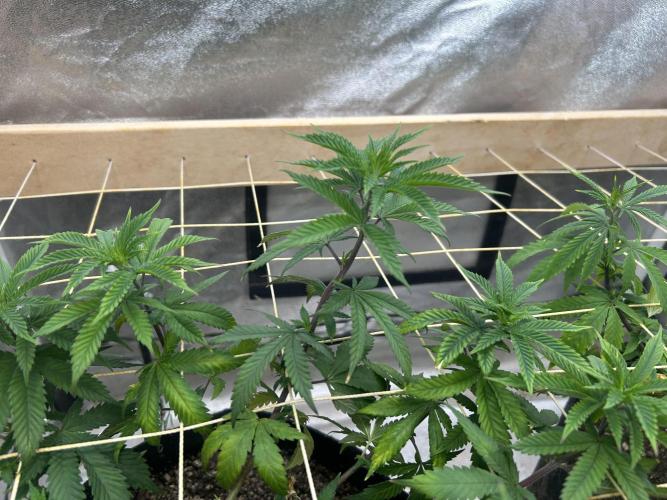 WSE - Sour Diesel. Week 18