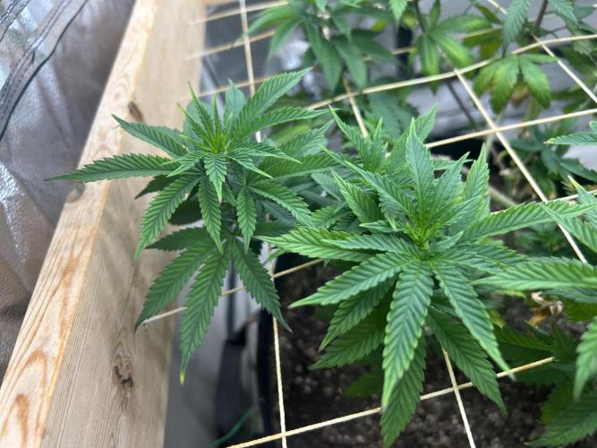 WSE - Sour Diesel. Week 18