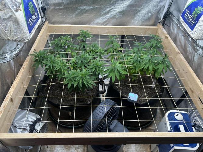 WSE - NYC Diesel. Week 18 - 5/30/26