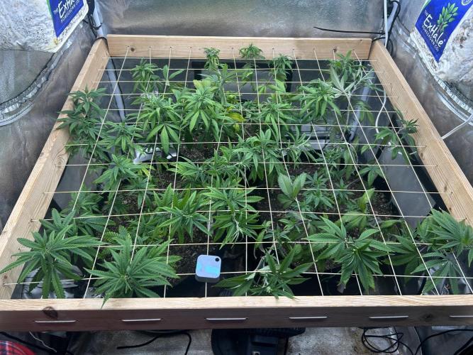 HS - Purple Kush. Week 18 - 5/30/26