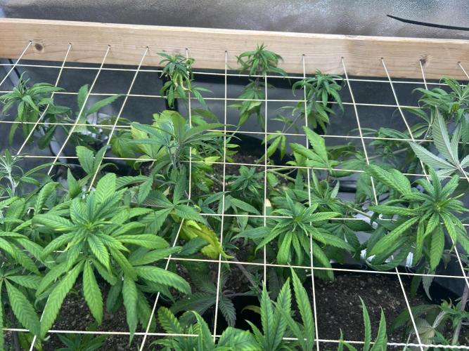 RQS - Tropicana Cookies Purple. Week 17