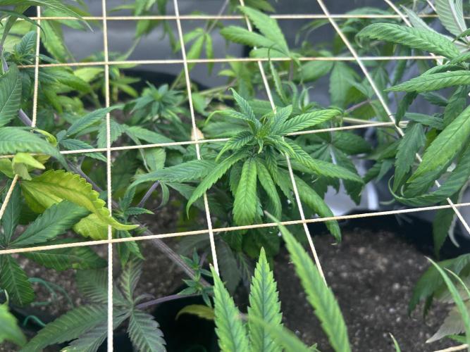RQS - Tropicana Cookies Purple. Week 17