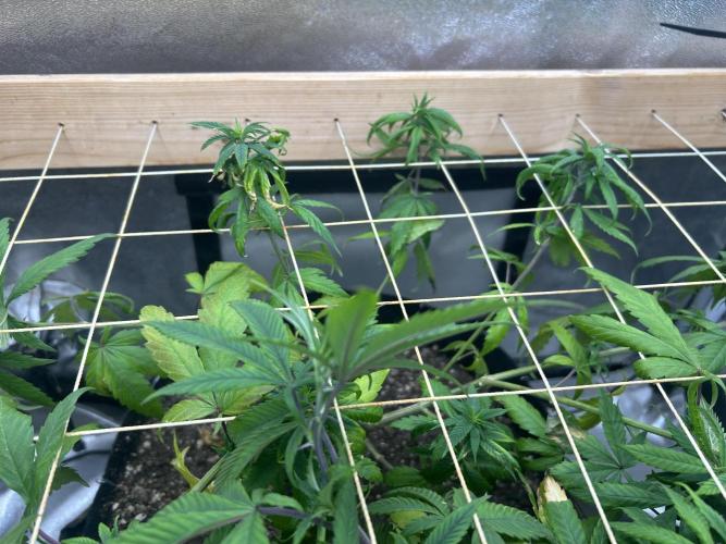 RQS - Tropicana Cookies Purple. Week 17