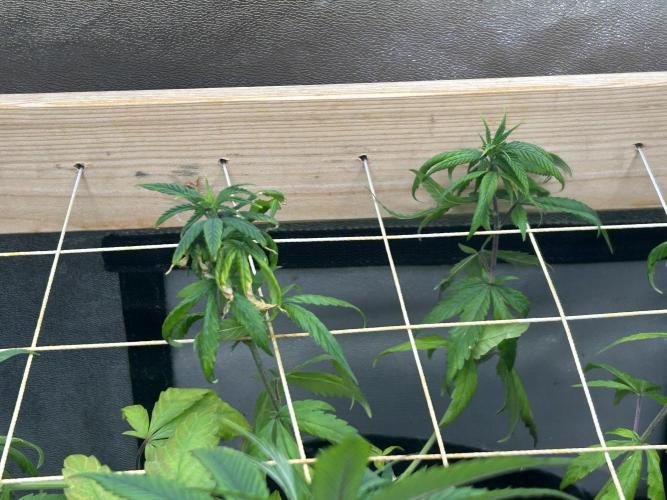 RQS - Tropicana Cookies Purple. Week 17