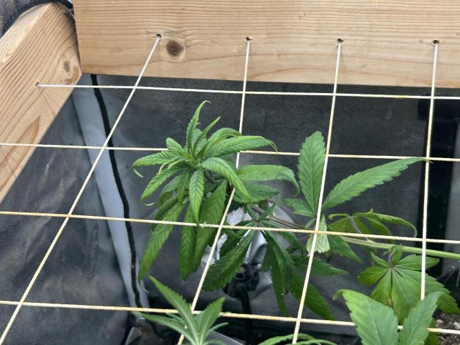 RQS - Tropicana Cookies Purple. Week 17