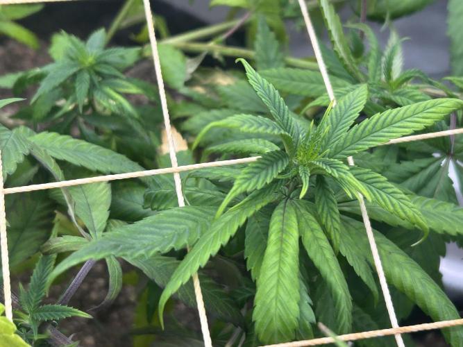 RQS - Tropicana Cookies Purple. Week 17