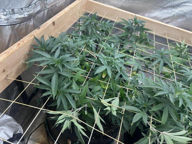 WSE - Sour Diesel. Week 19