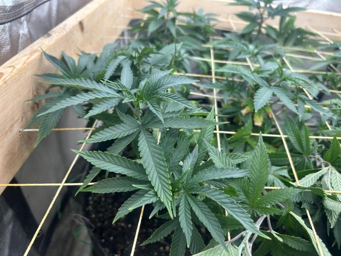 WSE - Sour Diesel. Week 19