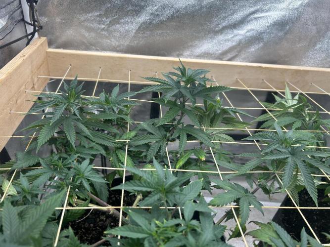 WSE - Sour Diesel. Week 19