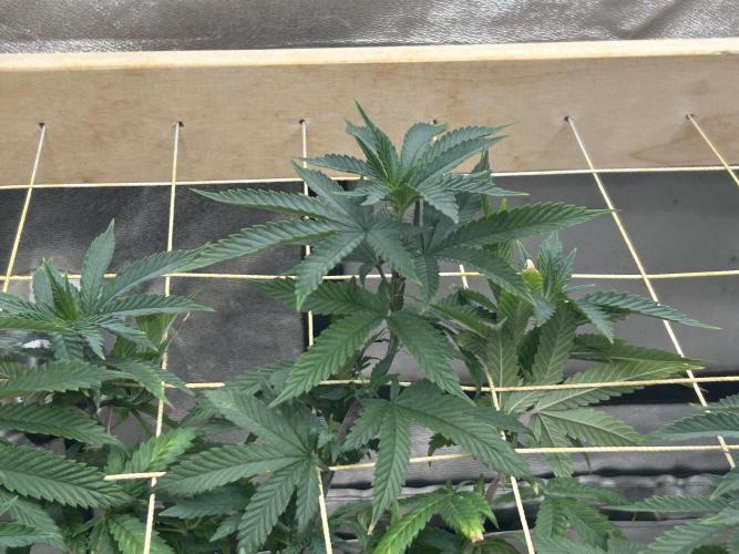 WSE - Sour Diesel. Week 19