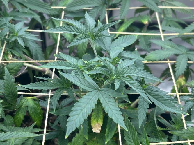 WSE - Sour Diesel. Week 19