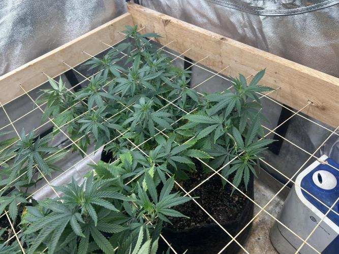 WSE - NYC Diesel. Week 19