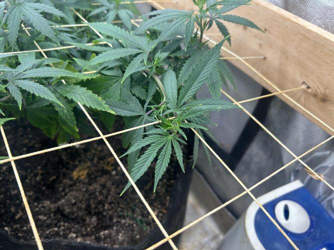 WSE - NYC Diesel. Week 19