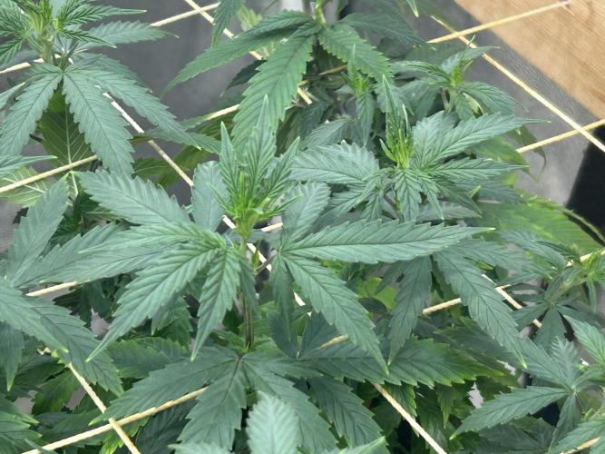 WSE - NYC Diesel. Week 19