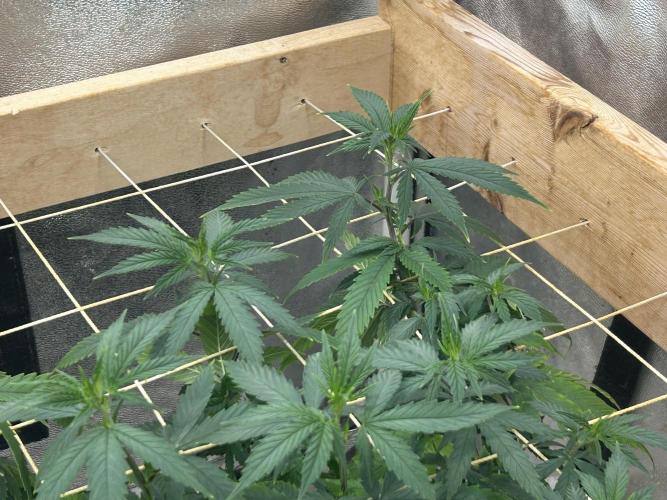 WSE - NYC Diesel. Week 19