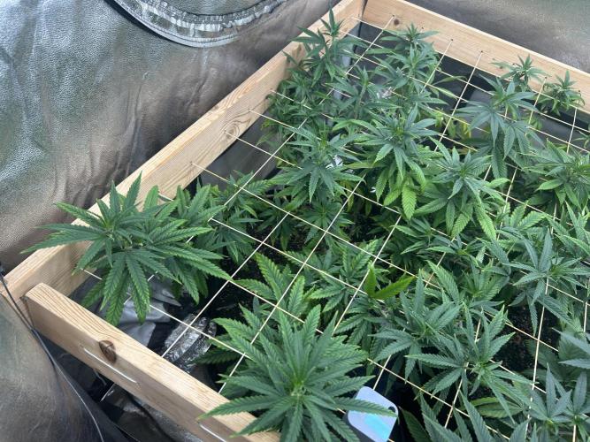 HS - Purple Kush. Week 19