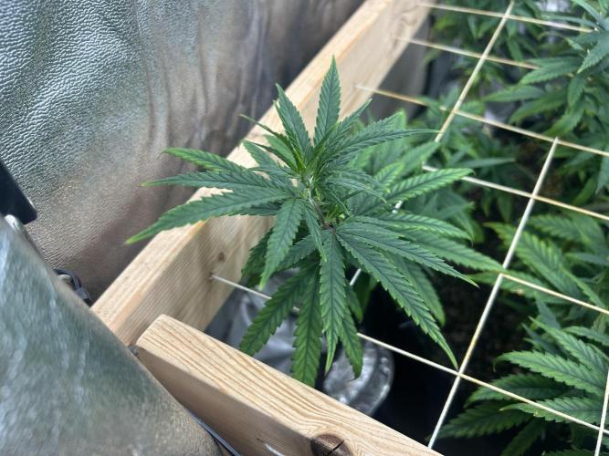 HS - Purple Kush. Week 19
