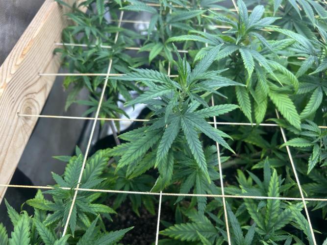 HS - Purple Kush. Week 19