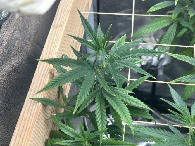 HS - Purple Kush. Week 19