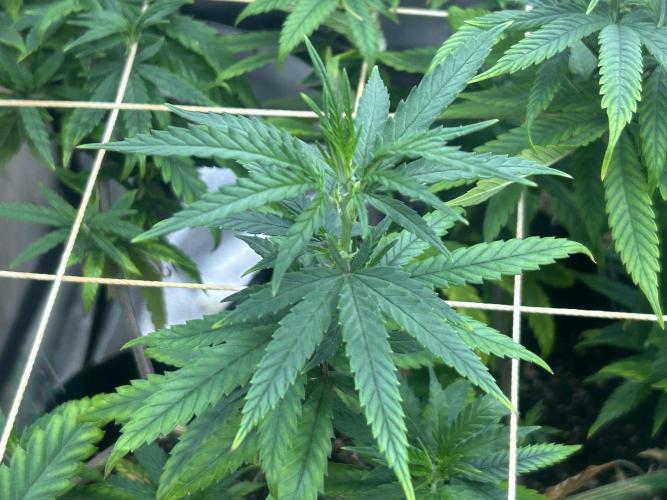 HS - Purple Kush. Week 19