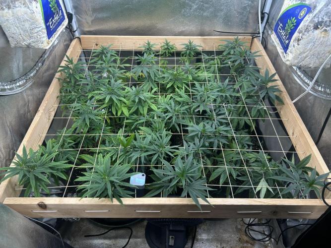RQS - Gelato 44. Week 17 - 6/5/26