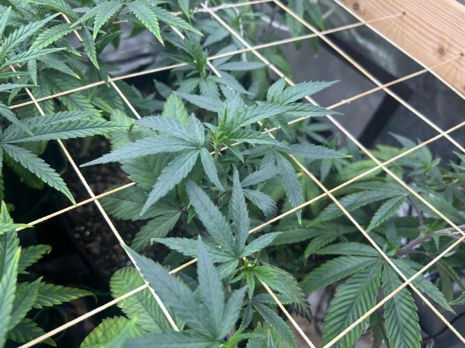 RQS - Gelato 44. Week 17