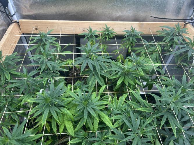 RQS - Tropicana Cookies Purple. Week 18