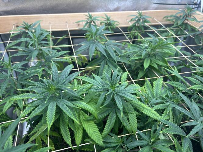 RQS - Tropicana Cookies Purple. Week 18