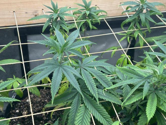 RQS - Tropicana Cookies Purple. Week 18