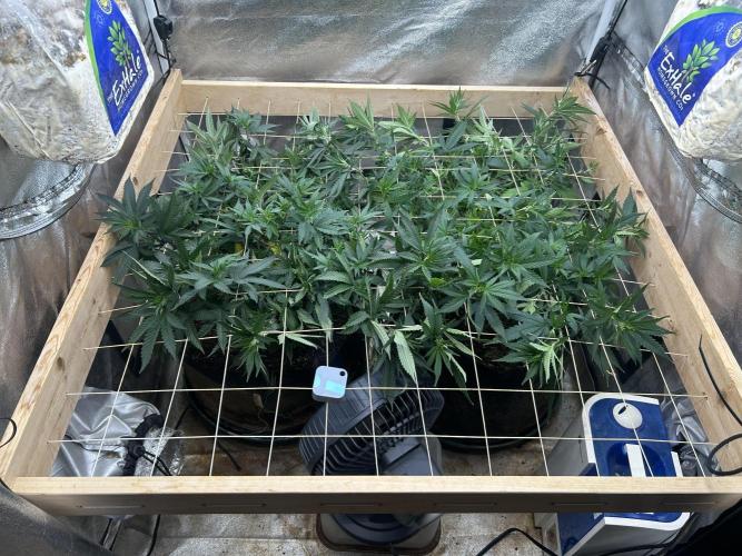 WSE - Sour Diesel. Week 20 - 6/13/26