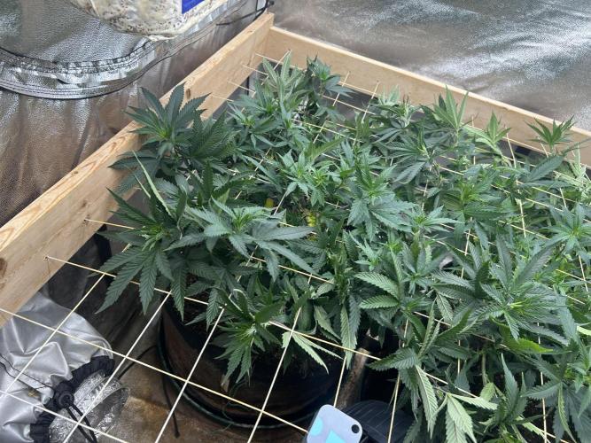WSE - Sour Diesel. Week 20
